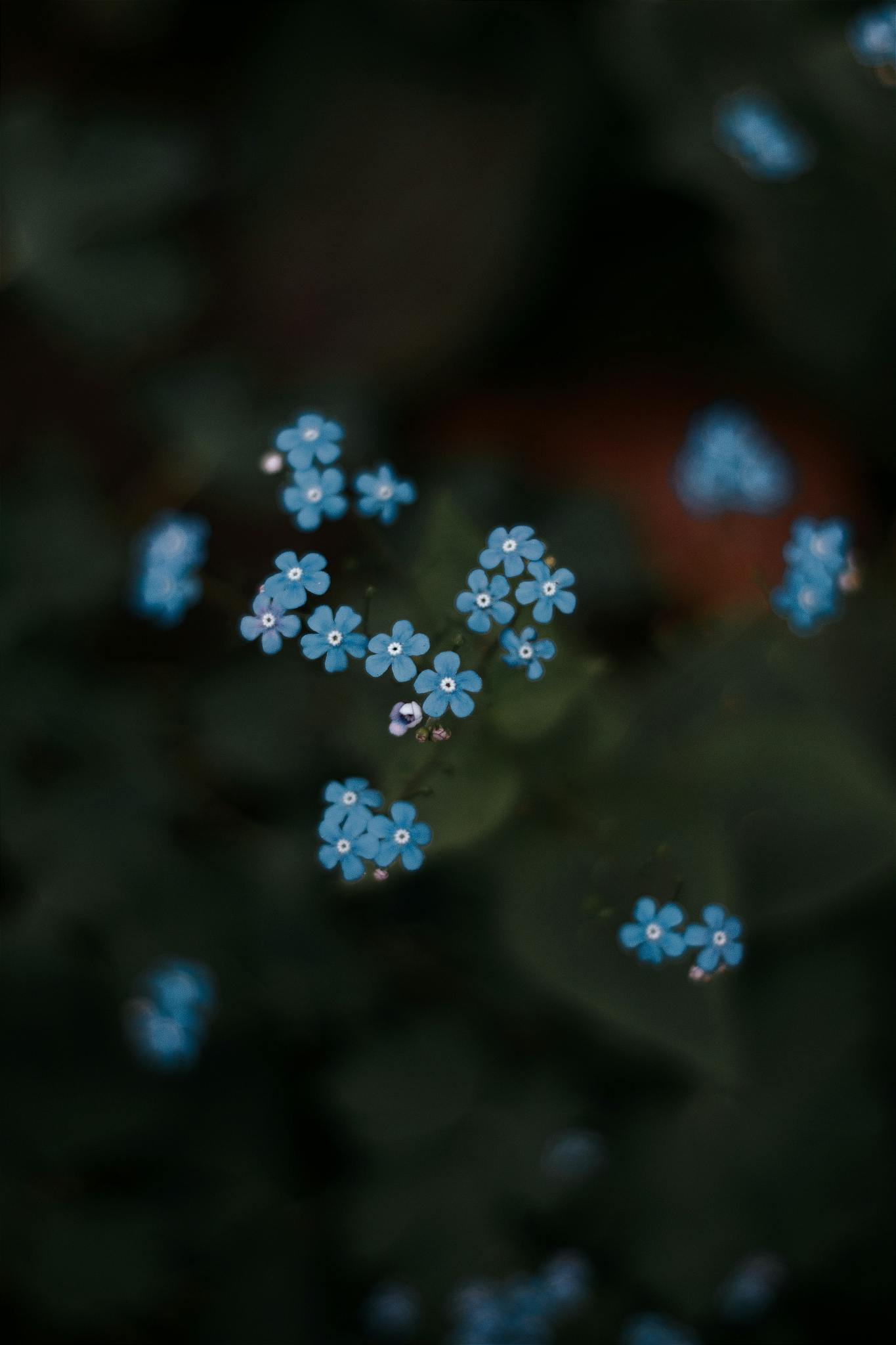 A cluster of small blue flowers bloom vividly against lush dark foliage in a peaceful garden.